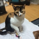 三毛猫が行方不明です