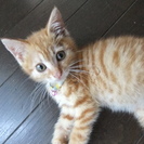 茶とらの子猫メス　千葉から