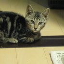 捨て猫２匹（アメショMIX？）の里親を募集します − 愛知県