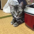 可愛くて、元気な子です