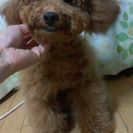 プードル男の子レッド