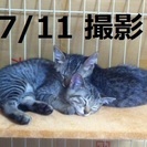 可愛いキジトラ兄弟子猫(ノラちゃん)の里親様募集、ワクチン済み、...