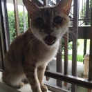 野良猫