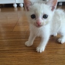 里親さま決定しました