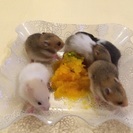 6月17日生まれのゴールデンハムスター