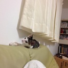 僕の里親になって下さい