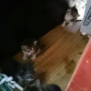 可愛い猫ちゃん5匹います