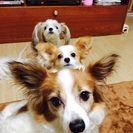 ☆愛犬自慢サークル☆