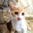 生後2か月のかわいい子猫