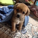 子犬が産まれました！