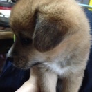 子犬が産まれました！ - 佐世保市