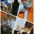 茶トラ×白 オスの子猫