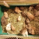 カラージャービルの里親募集中 