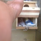 セキセイインコの雛の里親募集です。