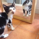 子猫の里親募集してます。