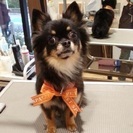 甘えん坊のメスチワワです。