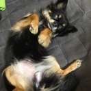 甘えん坊のメスチワワです。 - 犬