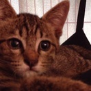 仔猫4ヶ月男の子