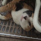 甘えん坊の人馴れ三毛猫、フィロニャ
