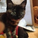 ちっちゃいけど物怖じしないサビ猫のあんずちゃん
