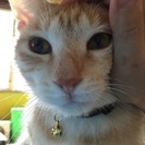 ずっとそばにいて、甘えん坊の美猫のケロくん