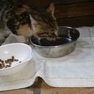 2015/07/22迷い猫保護しました。メス１.5ヶ月三毛猫