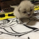 生後約4週間のかわいいオス