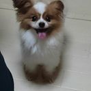 里親様決まりました。ありがとうございました。パピヨン５才男の子