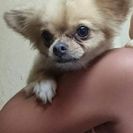 里親様決まりました。ありがとうございました。チワワ４才女の子