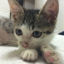 【里親様決まりました】子猫の里親急募