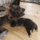 甲斐犬ミックスと柴犬の子犬 - 加古川市