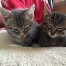 子猫 もらって下さい。