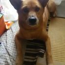 柴犬ミックス5歳です。