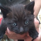 黒猫ちゃん