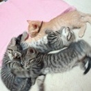 愛猫の里親募集です