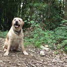 大型犬★暖かいご家庭を探しています