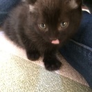 子猫の里親募集です