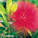 新規クラス開講・川口フラダンス教室＊LINO MAHINA HULA STUDIOの画像