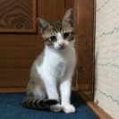 生後3ヶ月の子猫