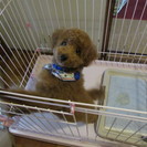 トイプードルの男の子