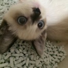 可哀想な捨て猫ちゃんの里親募集中