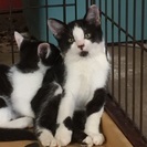 男の子☆3か月の子猫です