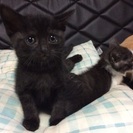 子猫の里親さん決まりました