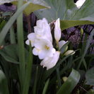 大分カイロ整体健康クリニック　からだ楽　西本です。「　健康スクール　」のご案内をします、お気軽にお越しください。の画像