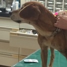 迷子犬を保護しています。