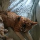 子猫の里親  募集です。