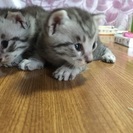 黒トラ子猫の里親募集