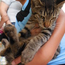 3ヶ月半齢　おしゃまなきじとら美猫