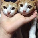 里親募集！