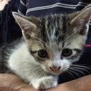 変わった模様のかわいい子猫